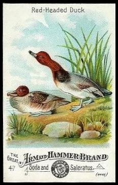 47 Red-Headed Duck